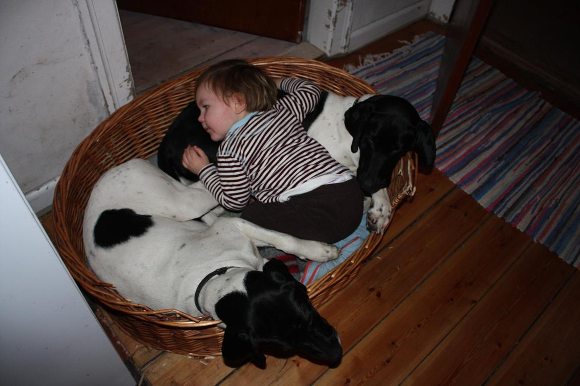 Pointer Bjørga - de tratte :D billede 6