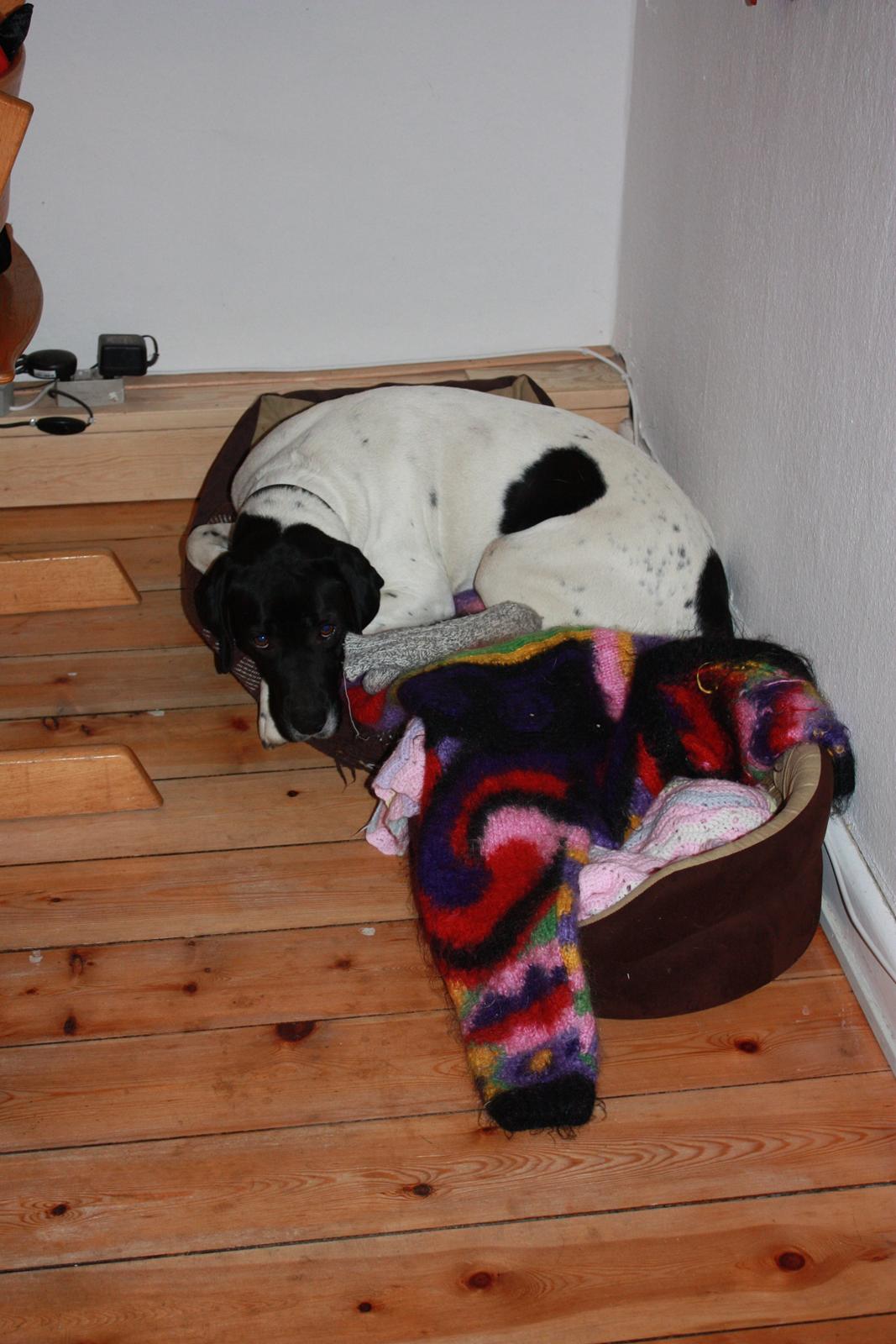 Pointer Bjørga - kurven er lidt lille billede 7