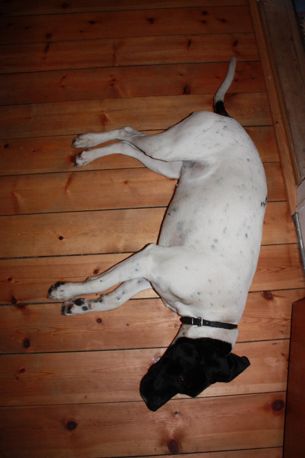 Pointer Bjørga billede 8