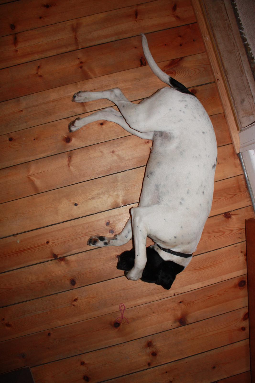 Pointer Bjørga - min snude klør billede 9