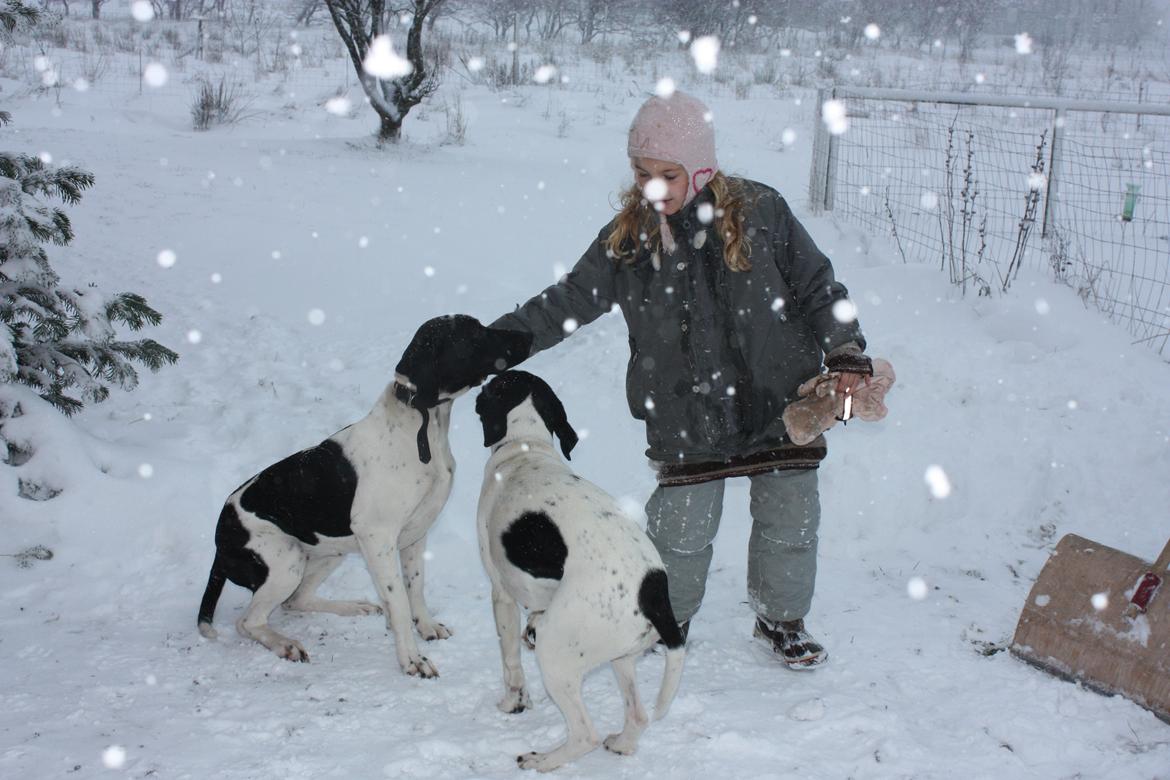 Pointer Bjørga billede 10