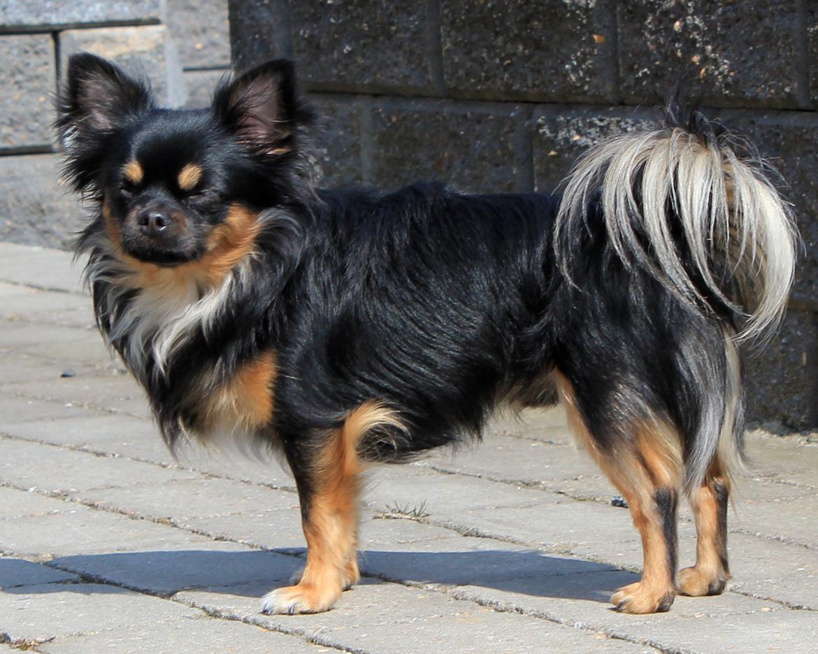 Chihuahua Pablo billede 15