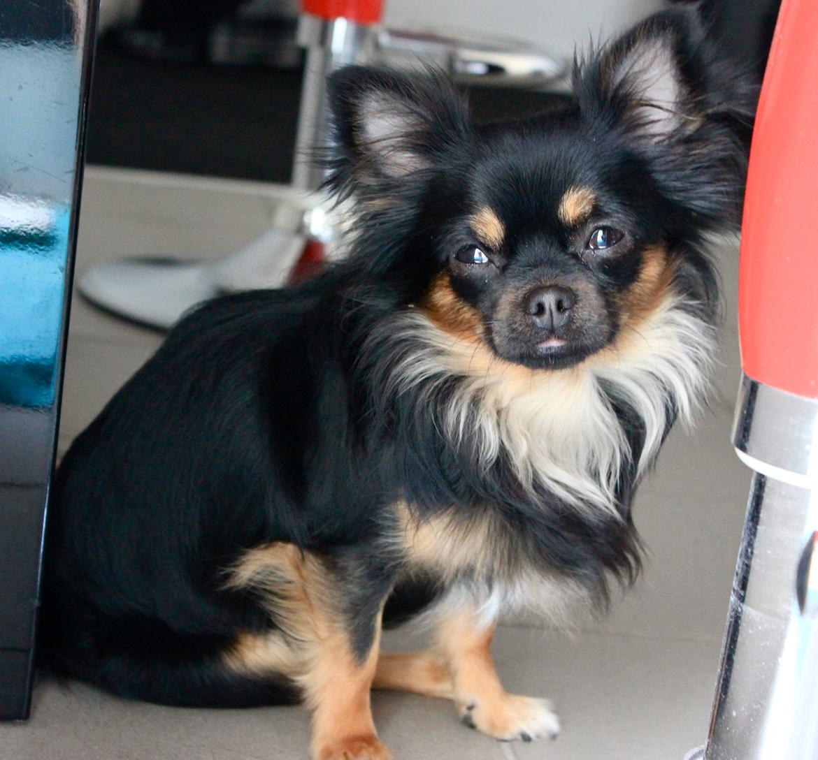 Chihuahua Pablo billede 20