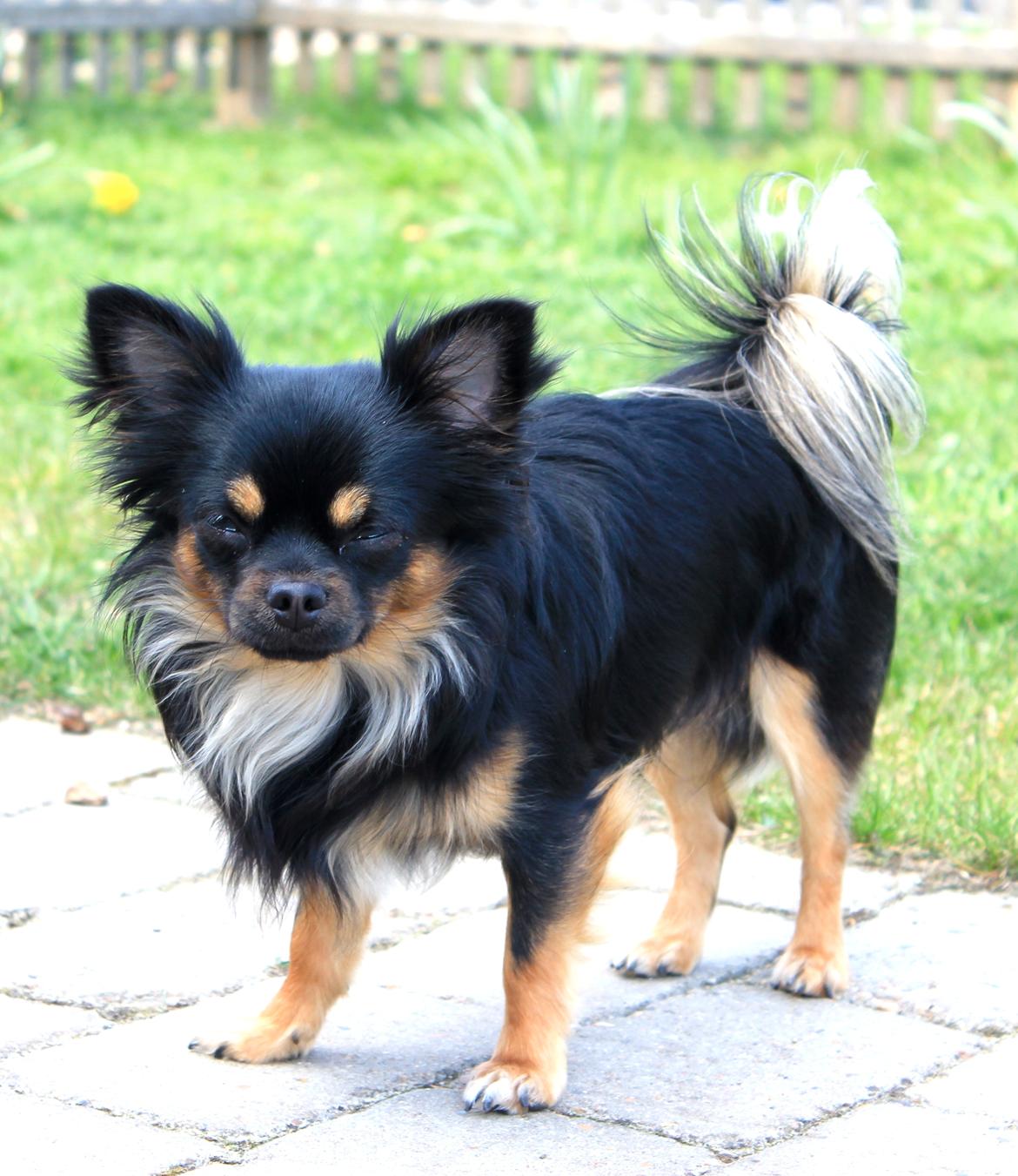 Chihuahua Pablo billede 16