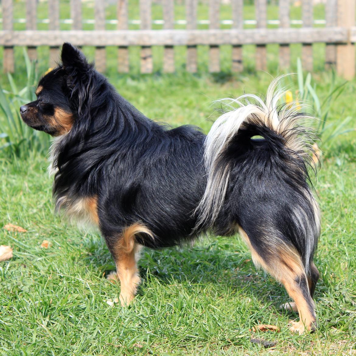 Chihuahua Pablo billede 17