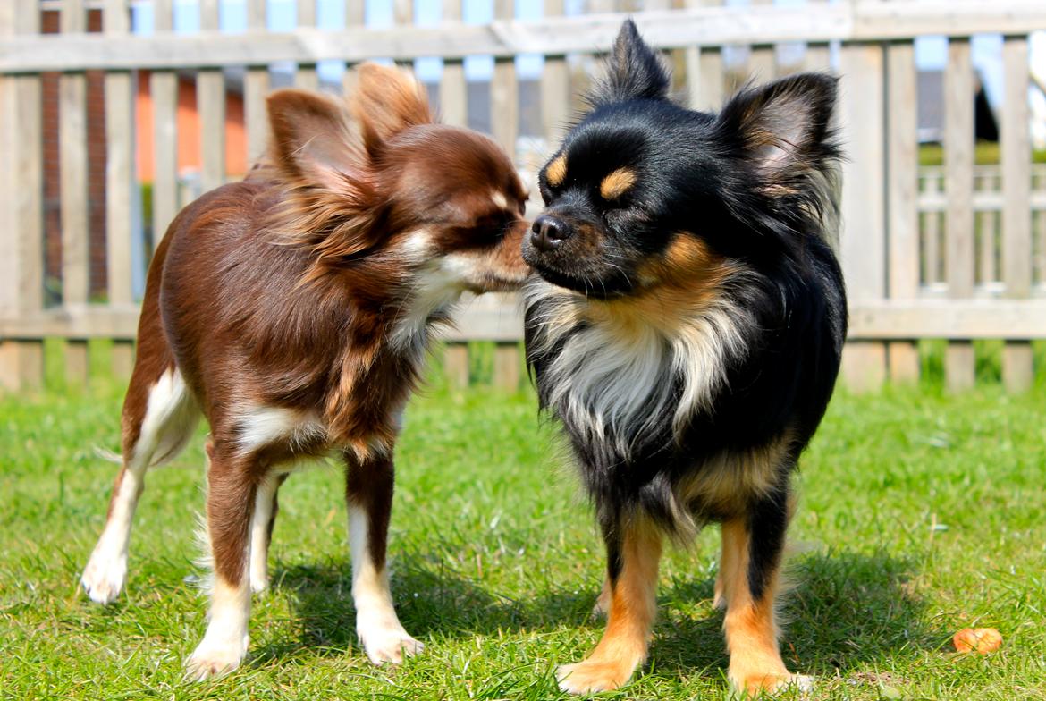 Chihuahua Pablo billede 18