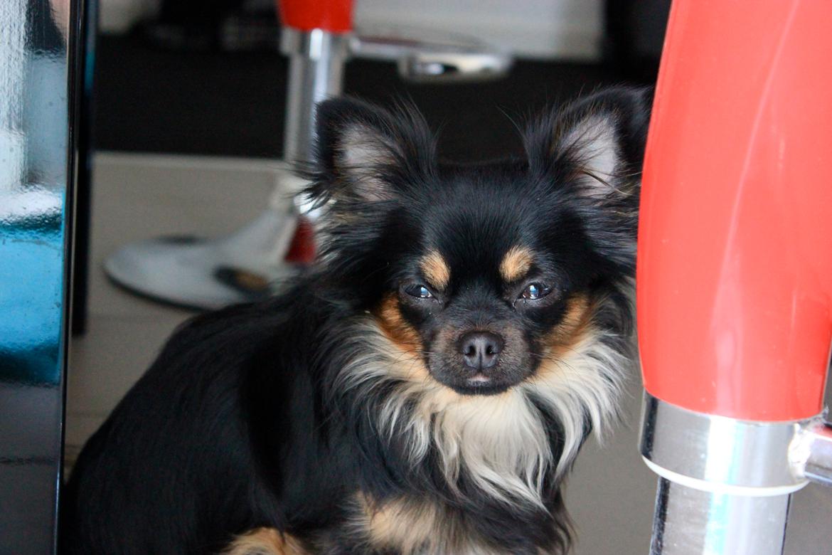 Chihuahua Pablo billede 19