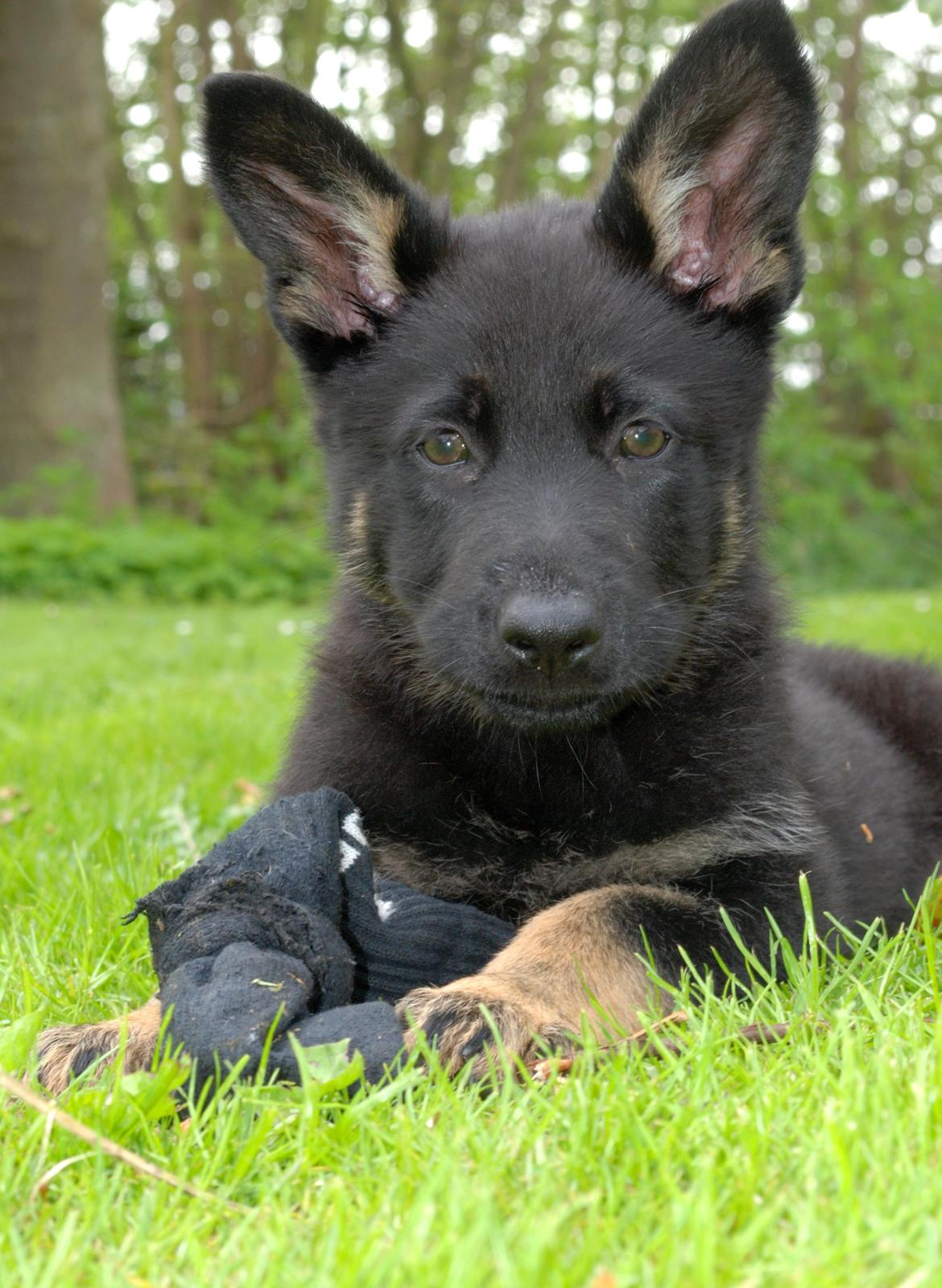 Schæferhund Rebus/Bailey billede 2