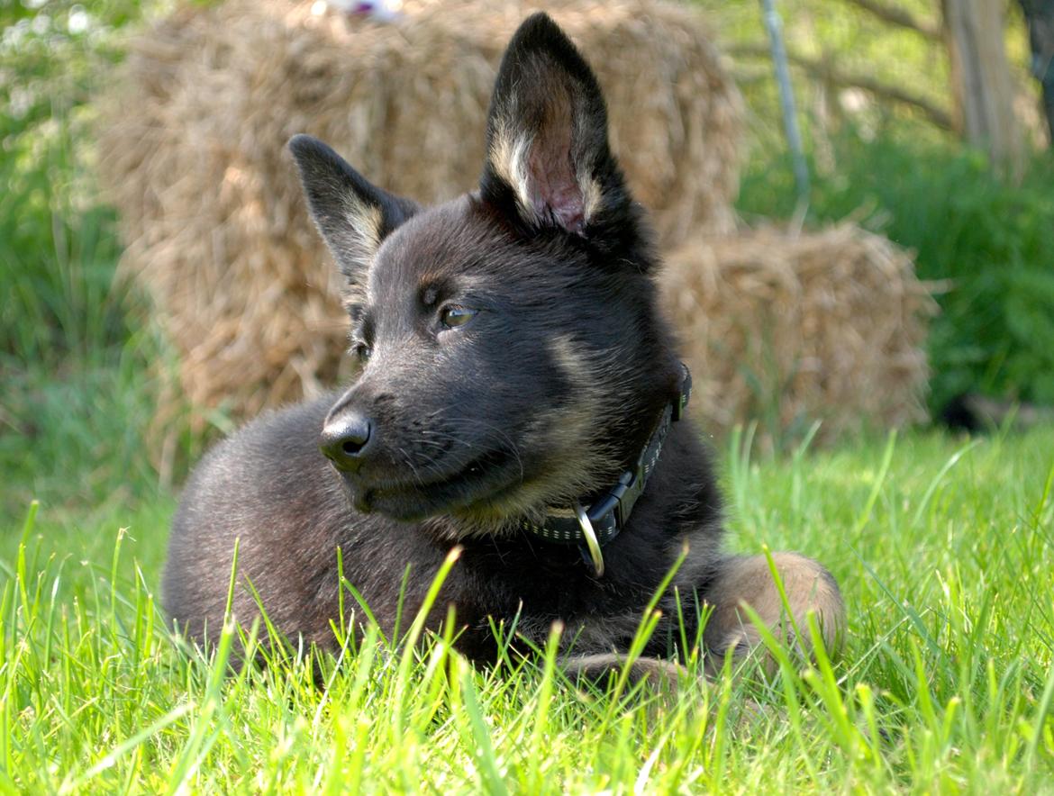 Schæferhund Rebus/Bailey billede 1