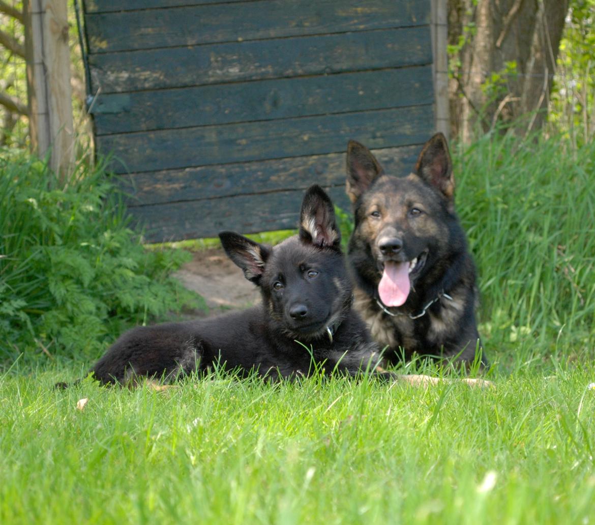 Schæferhund Rebus/Bailey billede 3