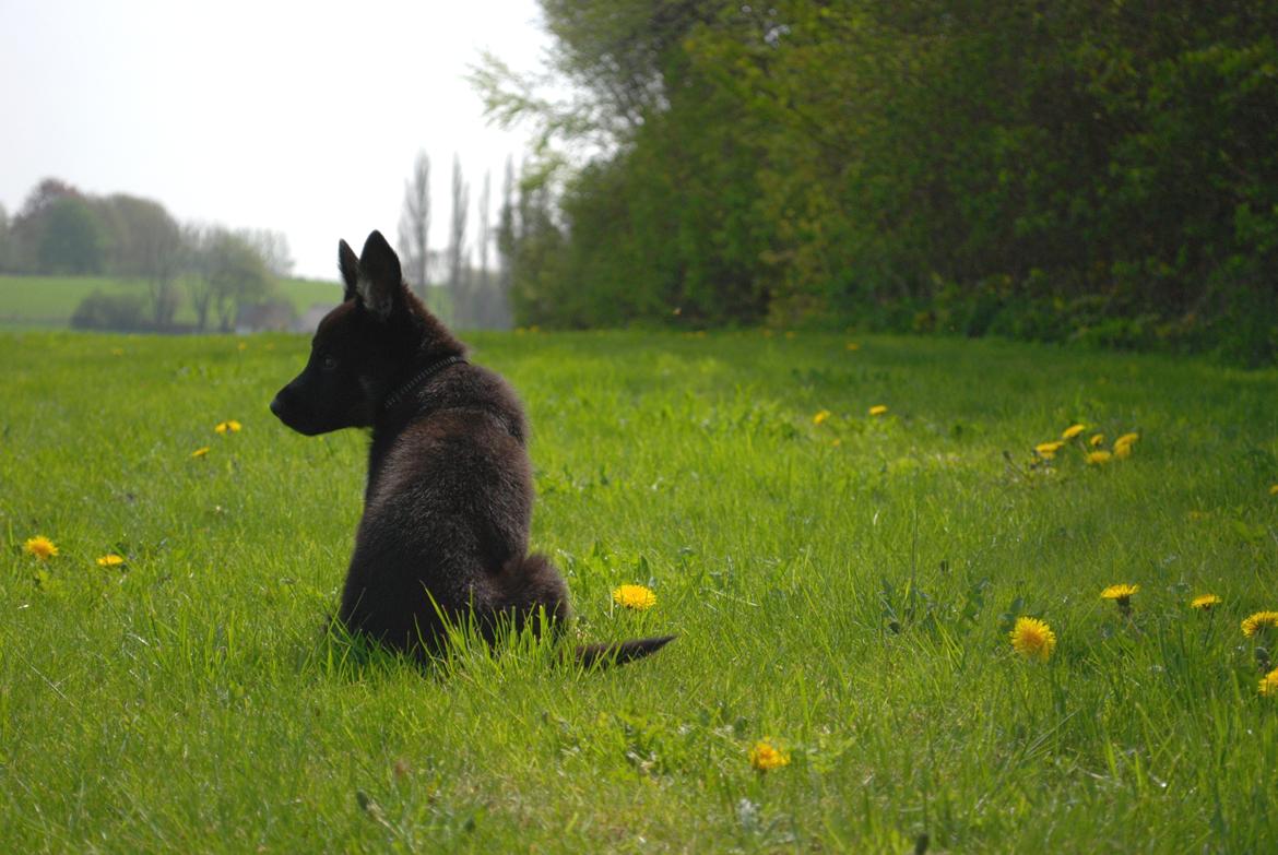 Schæferhund Rebus/Bailey billede 5