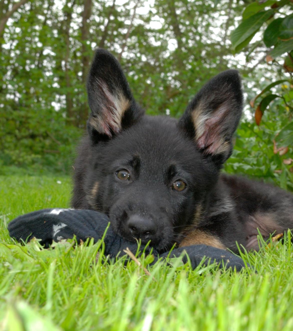 Schæferhund Rebus/Bailey billede 4