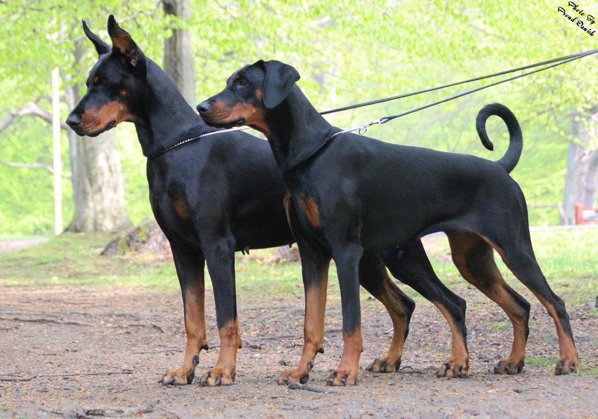 Dobermann Legrant Land Bohema Born - Bakken 2013, billede taget af Kristine W. Genning billede 4