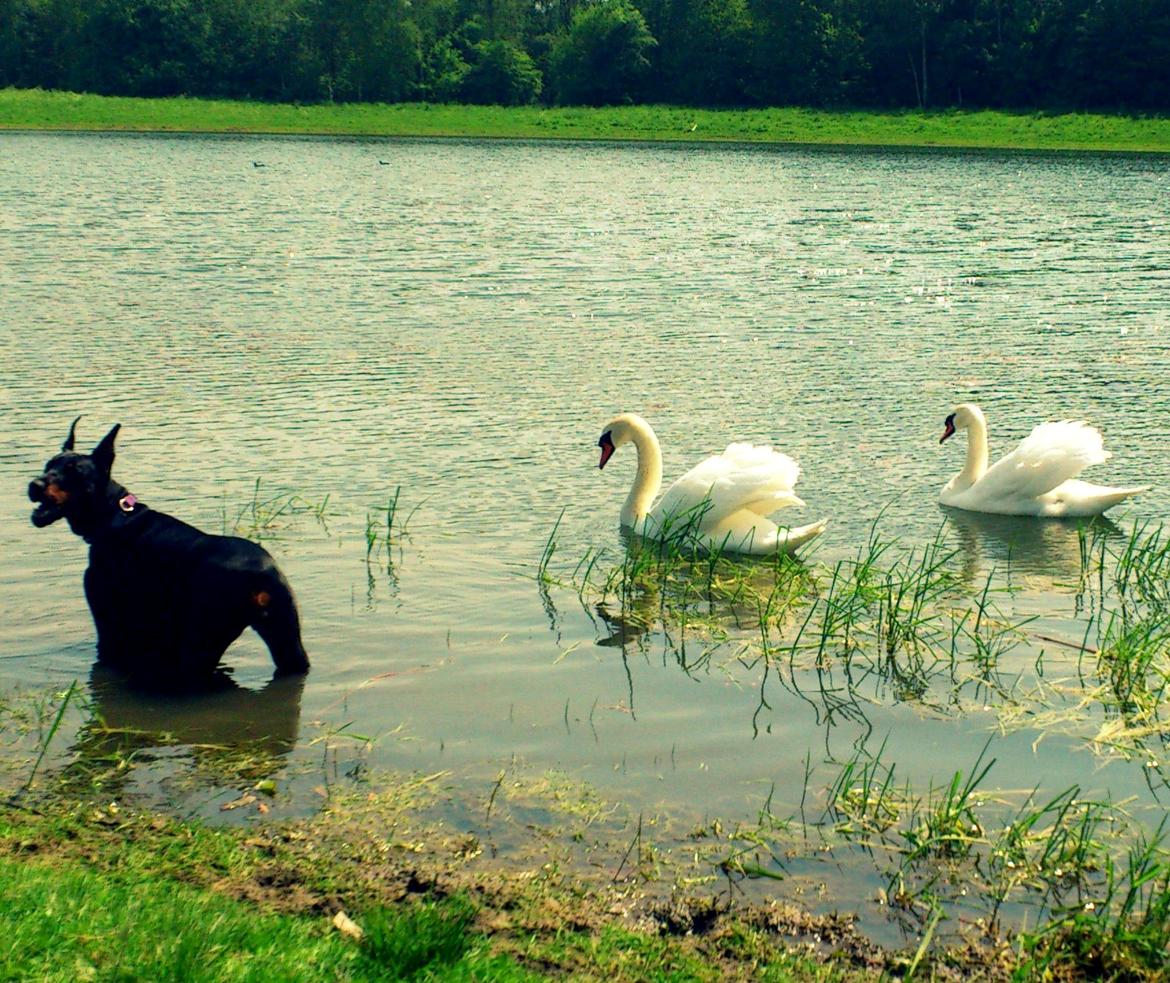 Dobermann Legrant Land Bohema Born - Sommer 2012, billede taget af Majbrit Thrane billede 7
