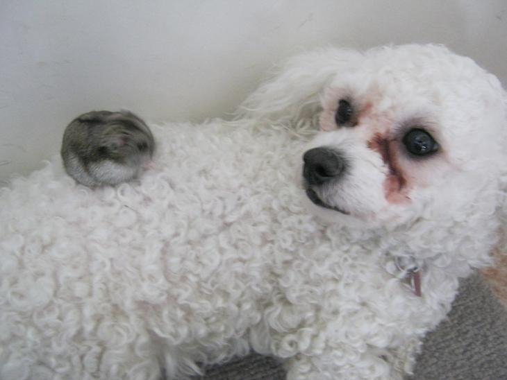 {{currentPhoto.altText}} billede {{currentPhoto.number}}