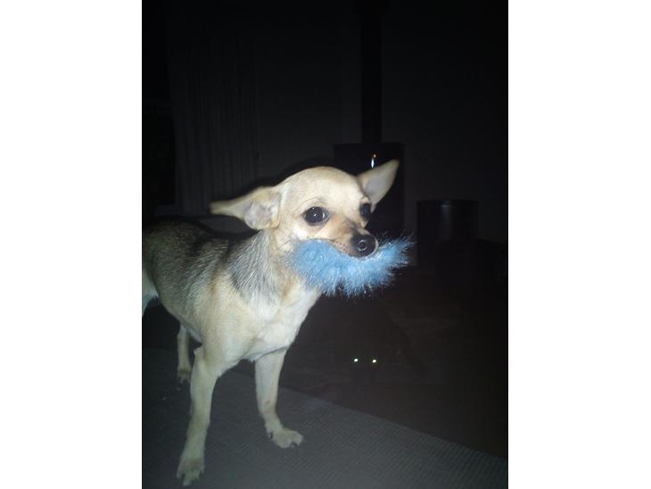Chihuahua Tilde. billede 1