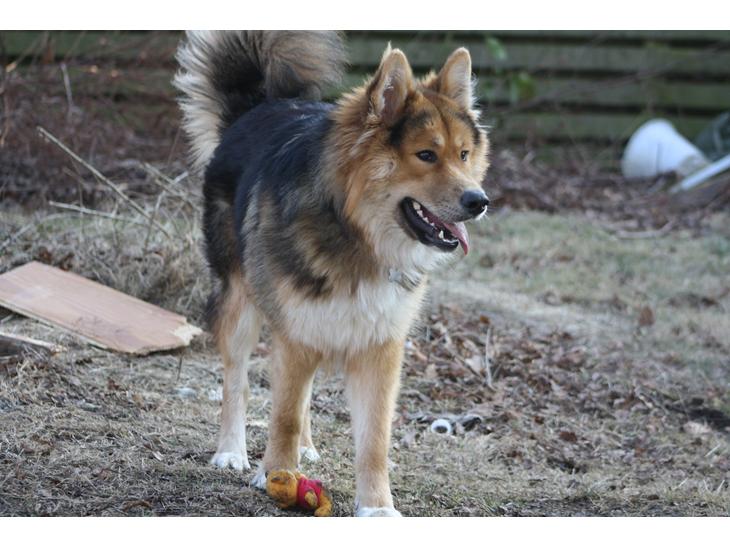 {{currentPhoto.altText}} billede {{currentPhoto.number}}