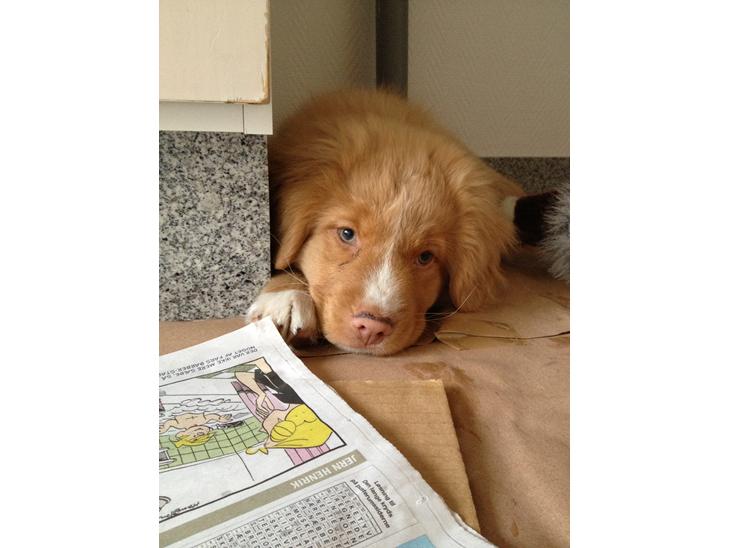 Nova scotia duck tolling retriever Shaggy Tollers White Wood - Maj 2013 billede 1
