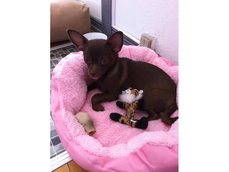 Chihuahua Chicka - Velkommen til Chicka's profil :-) billede 1