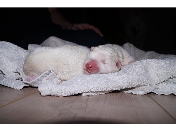 {{currentPhoto.altText}} billede {{currentPhoto.number}}