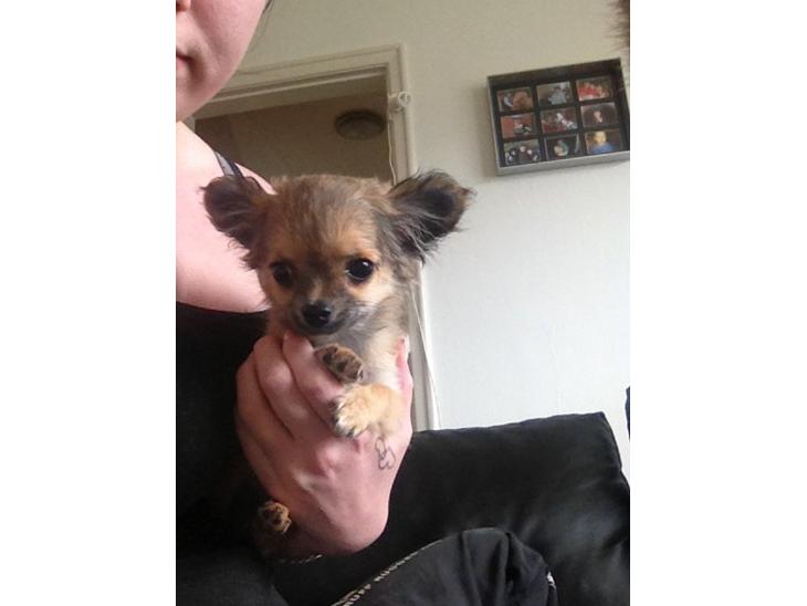 {{currentPhoto.altText}} billede {{currentPhoto.number}}