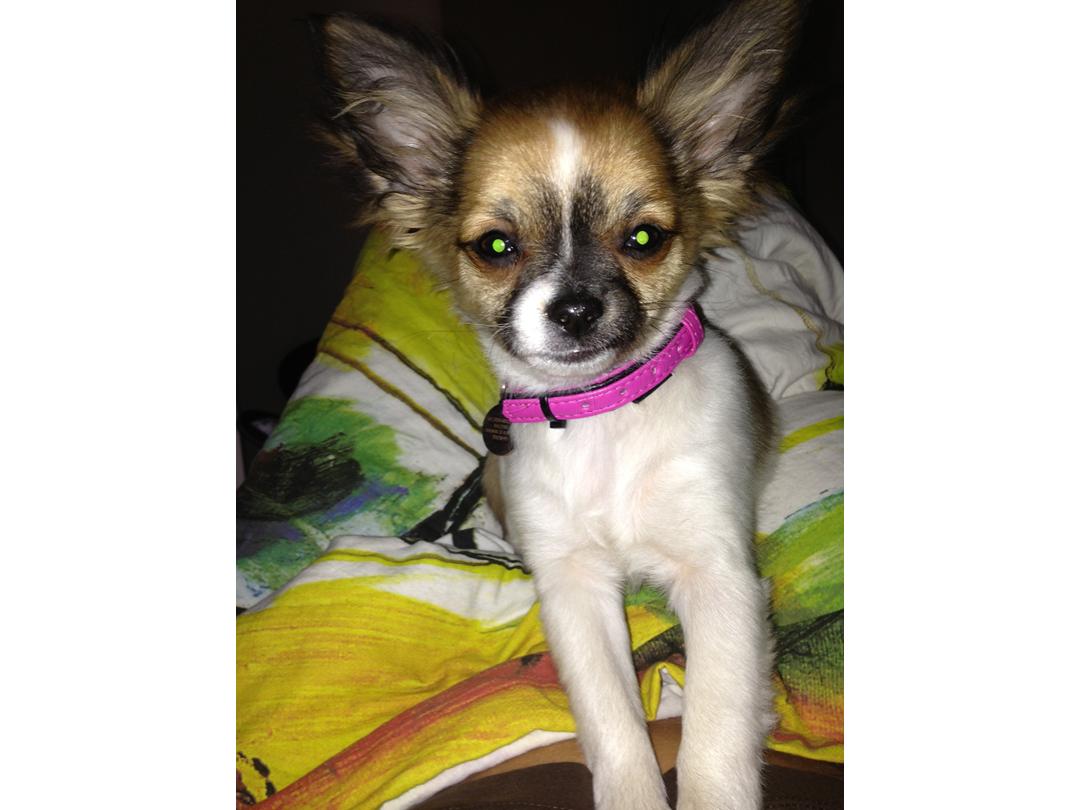 katalog leder Opdatering Chihuahua Stella - 2012 - Stella er lille chihuahua, hu...
