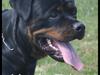 Rottweiler Heitah's Zohan (Coco)