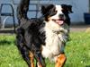 Berner sennenhund Anton [ Himmelhund]