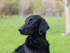 Flat coated retriever Tanima Flatcoats Bumble Bee | Beah