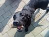 Labrador retriever Blackie, min fætters hund.