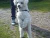 Bichon à poil frisé Felix, naboens hund.