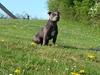 Staffordshire bull terrier Grand Chevy Sama Slodycz