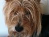 Australsk terrier Bølle