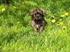Shih tzu Eros