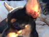 Chihuahua Nela (R.I.P)