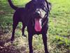 Labrador retriever Tornelund's  Basse ( himmelhund )
