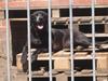Blanding af racer Odin R.I.P d 7 nov 2013 [ Himmelhund]