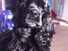 Amerikansk cocker spaniel Perle