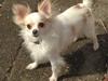 Chihuahua Bonnabell's Amor (Charlie) [Tidl. hund]
