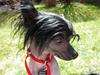 Chinese crested hårløs Belika [ Himmelhund]