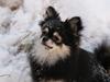 Pomeranian Baby