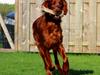 Irsk setter Cody R.F.S (run free sweetheart) 