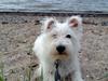 West highland white terrier Megan