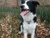 Border collie Følsom