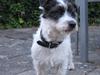 Jack russell terrier Farlig