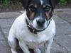 Jack russell terrier Frygtløs