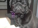 Mops Bentley