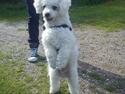 Bichon à poil frisé Felix, naboens hund.