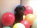 Mops Karla