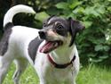 Dansk svensk gaardhund Jessie